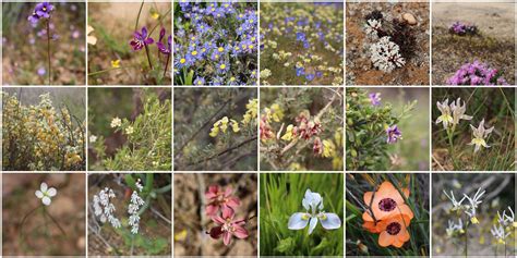 Here you'll find namaqua national park, which is. Flower Season: An Under-the-Radar Guesthouse in South ...