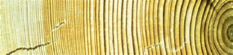 For biological objects older than 50,000 years, scientists use radioactive dating to determine the age of rocks surrounding where the material was found. Describe how radiocarbon dating is used to determine the ...
