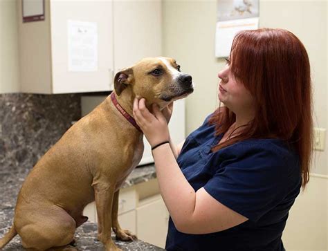 The maryland spca is an independent, local nonprofit operating out of one small but mighty campus in baltimore. Veterinary Appointment | New Baltimore vet appointment