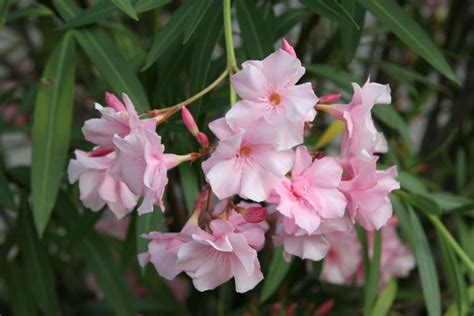 Er liebt es, wenn sein untersetzer mit hohem rand im sommer voll wasser steht. Oleander (Nerium oleander) pflanzen, pflegen - Mein ...