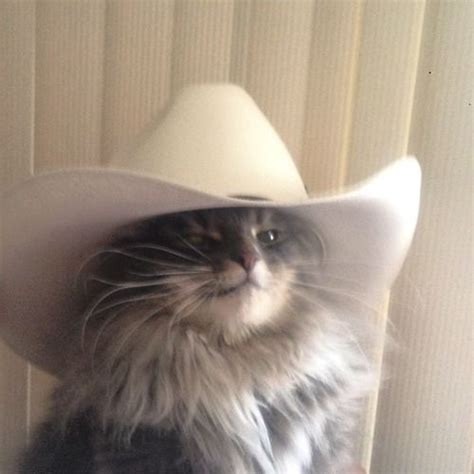 White kitten cat in cowboy hat and usa pet cat coat riding horse cowboy hat white tabby kitten cat in cowboy hat. Best 20 Cats in Cowboy Hats images on Pinterest | Cowboy ...