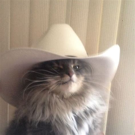 As we've seen in the past, cats tend to make viral history; Best 20 Cats in Cowboy Hats images on Pinterest | Cowboy hats, Cowboys and Western hats