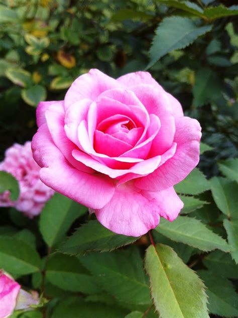 This row of belinda's dream roses is the perfect choice from our back porch on our needville farm. Rose - Belinda Dreams | Black spot on roses, Best roses, Rose