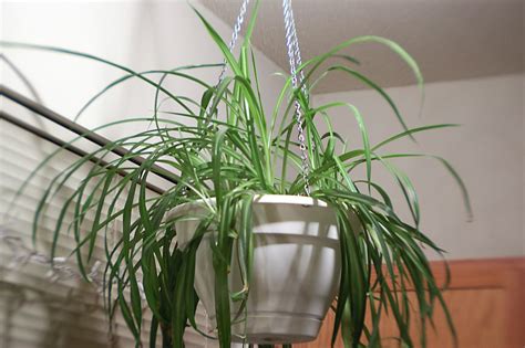 This product belongs to home , and you can find similar products at all categories , lights & lighting , led lighting , led grow lights. The 10 best plants for apartment dwellers | 6sqft | Indoor ...