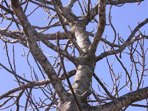 Citronniers, orangers, mandariniers, clémentiniers en pot, sur nos balcons et terrasses : Taille du figuier : quand et comment tailler un figier