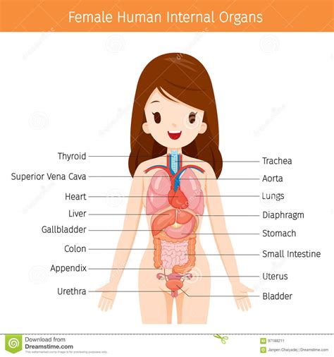 Feel free to browse at our anatomy categories and we hope. Female Human Anatomy, Internal Organs Diagram Stock Vector ...