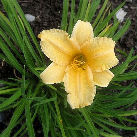 The most popular landscape daylily of all time! VW Garden: Mugshots: 4 Peach Daylilies, Part II