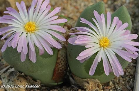 Our club, founded in 1961, is made up of hobbyists, researchers, and enthusiasts who share a common interest and appreciation for the uniqueness and. Conophytum regale