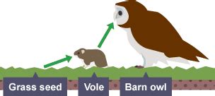 Owl, food chain, food web, ecosystem, consumer, pellet, decomposer, barn owl, owl, food chain, food web png. BBC Bitesize - GCSE Biology - Food chains - Revision 1