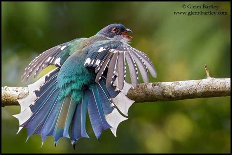 Some are cute and fluffy, while others are large and scary, who are less challenging to. The national bird of Cuba, the Cuban Trogon (Priotelus ...