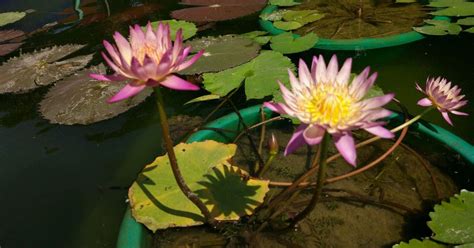 We let you watch movies online. Water lilies: This summer, Delhi's urban gardeners share ...