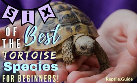 6 Best Pet Tortoise Species for Beginners (With Pictures!)
