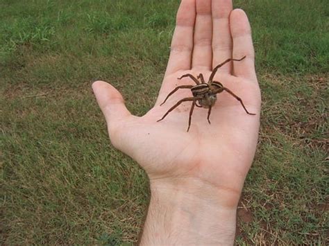 The bites usually result from full grown adults. The truth about tarantulas: not too big, not to scary