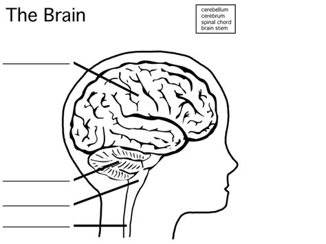 Jump to navigation jump to search. Blank Nervous System Diagram Unlabeled - Ldwtanka