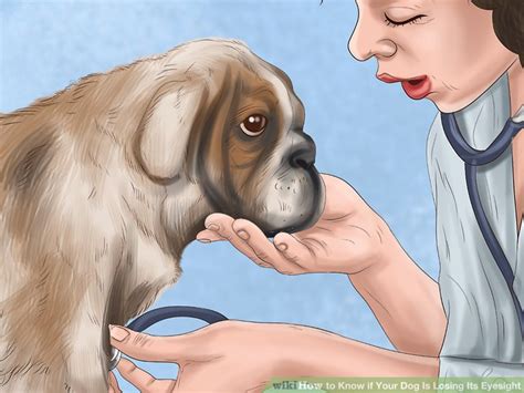 Most causes of vision loss in dogs develop slowly over several months to years. How to Know if Your Dog Is Losing Its Eyesight: 13 Steps