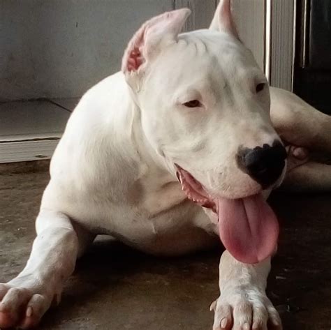 Help a dying board save itself. Mi pepita. No tengo derechos de autor de... - American bully trujillo 2019