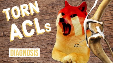 Getting an acl tear treated as soon as possible is crucial because an untreated tear only deteriorates the condition of the ligaments and knee. How to Tell If Your Dog Has a Torn ACL - YouTube