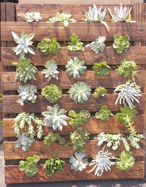 We sell different sizes so you can grow the sacred peyote cactus at home. Can you say Vertical Garden? Good, now, how about ...