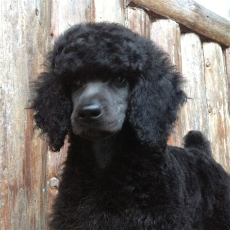 There's another type of greying that certain breeds go through called progressive greying. Pin on Our Blue Willow Standard Poodle Puppies