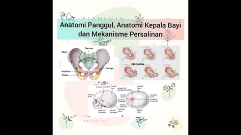 Dalam astigmatisme, bentuk dan panjang bola mata adalah normal, tetapi kelengkungan kornea atau kanta tidak normal. Anatomi Panggul, Anatomi Kepala Bayi dan Mekanisme ...