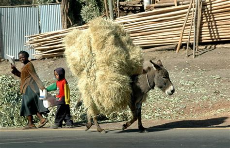 So i will post my new video on the facebook page. 11 Photos of Donkeys Carrying Heavy Loads - Modern Farmer