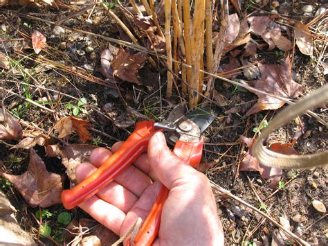 It can be invasive, so keep an eye on it. Sensible Survival: Winter Care for Your Asparagus Beds