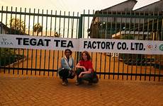 kericho tea factory