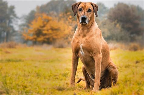 Daraus können sich komplikationen ergeben, da sich hautinfektionen entlang des sinus bis ins rückenmark ausbreiten können. Rhodesian Ridgeback - Wie man ein glückliches Zuhause für ...