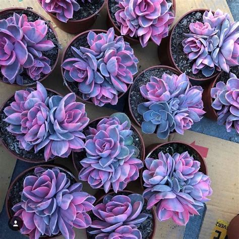 When the word cactus is mentioned, the first couple of adjectives that usually come to. Succulentsssss on Instagram: #Echeveria 💜💓💜💓 #cactus # ...