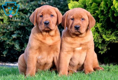 Maybe you would like to learn more about one of these? Ace | Labrador Retriever - Fox Red Puppy For Sale | Keystone Puppies