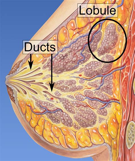 Justifier le choix d'une vaccination obligatoire. Traitement papillomavirus enceinte - divastudio.ro ...