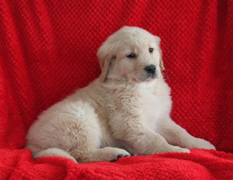 The table below allows you to quickly and easily find information on current and upcoming litters from our four colors of golden retriever puppies for sale. Golden Retriever Puppies For Sale | California, MD #265886