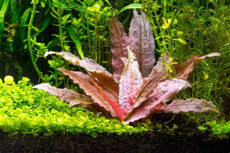 It was described by dutch botanist hendrik de wit in honour of aquarium hobbyist and writer albert wendt. Криптокорина Вендта (Cryptocoryne wendtii)