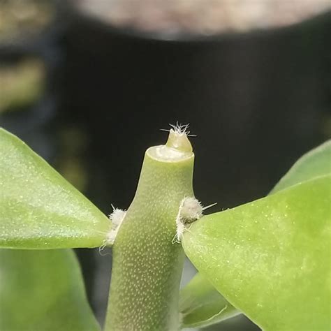 I am going for a vacation for 1 month, i have grown some cactus, and now their first spikes are out, i just want to know that if i leave them will it be fine? Horticulture: How/Who to Feed Your Audrey II - The ...