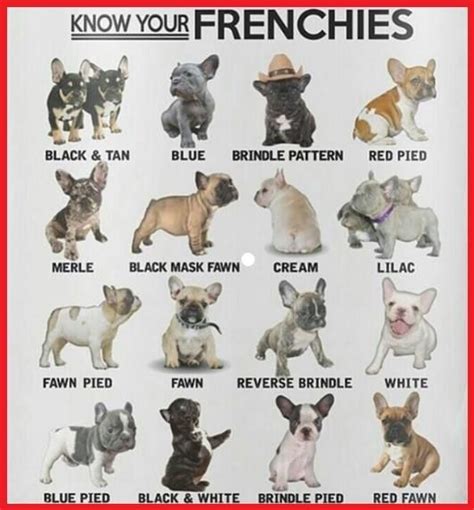 Ribbons come in a variety of colors to promote awareness and raise funds to support people fighting many types of cancer. French Bulldog Color Chart | Bulldog puppies, French ...