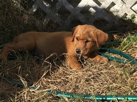 Golden retriever puppies expected to be ready beginning of february 2020. Goldador Puppies For Sale | Houston, TX #283973 | Petzlover