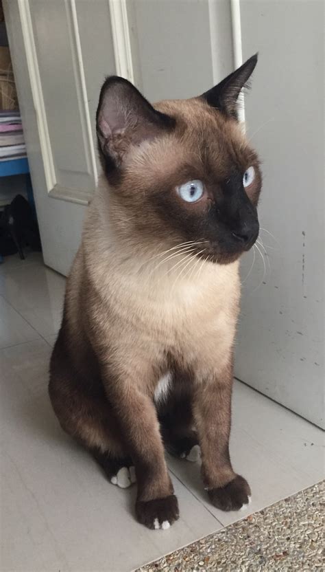 ขายแมว (ลูกแมววิเชียรมาศ siamese cat) แมวมงคลไทยโบราณสายพันธุ์ไทยวิเชียรมาศ หรือแมวสยาม จดทะเบียนพาณิชย์ น้องแมววิเชียรมาศ สีสวย หาบ้านค่ะ - Pantip