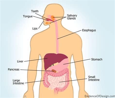 The digestive system is a group of organs working together to convert food into energy and basic nutrients to feed the entire body. Human Digestive System