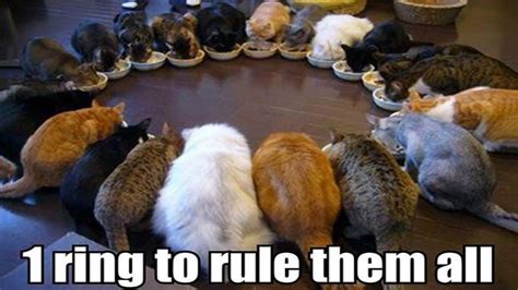 We already know cats make excellent pets — they're good with kids and require less exercise than dogs do. 25 Funny Cat Names That Are Really 'Punny' | LifeDaily