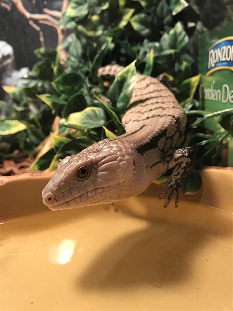 I wrote this quiz backwards, this will be the worst pet for you out of the 10 options given. My new blue tongue skink Ash http://ift.tt/2n8k4zQ | Blue ...