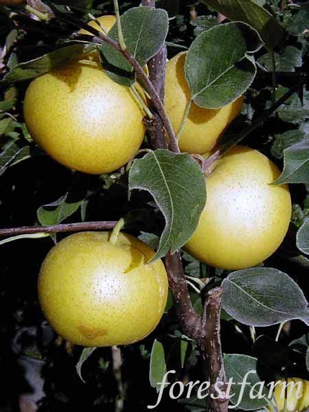 Exotic asian fruit trees…proven for viable regional growth. Shinseiki Asian Pear Tree for Sale | Buy Fruit Trees ...