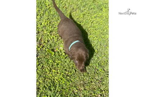 We did not find results for: Bailey Teal: Labrador Retriever puppy for sale near ...