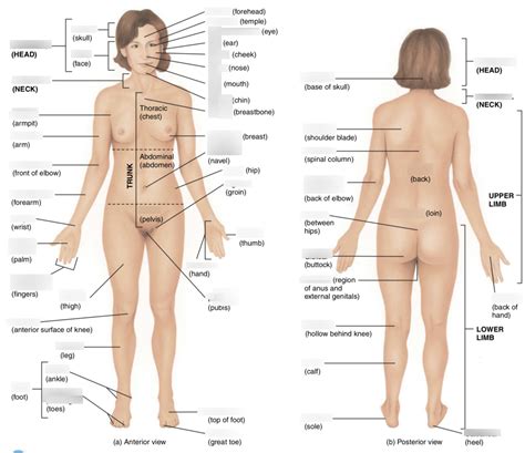 The following list isn't our interpretation of what we think. Diagram Of Female Body Parts / Body Parts Diagram Quizlet ...