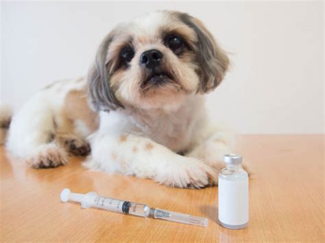 And sundays from 9 a.m. The Bittersweet Truth About Diabetes in Pets - Urgent Pet Care