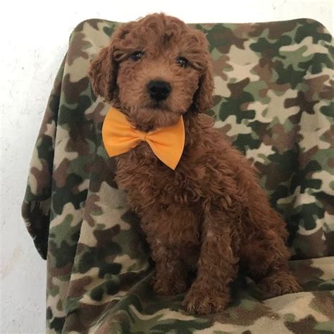 Goldendoodle training goldendoodle names goldendoodle grooming goldendoodle puppy for sale doodle pictures lancaster puppies. Goldendoodle (Miniature) puppy for sale in EAST EARL, PA ...