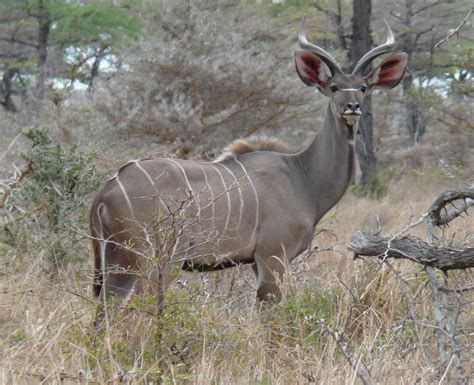 There are two varieties of kudu. Free photo: Greater kudu - Animal, Horns, Jungle - Free ...