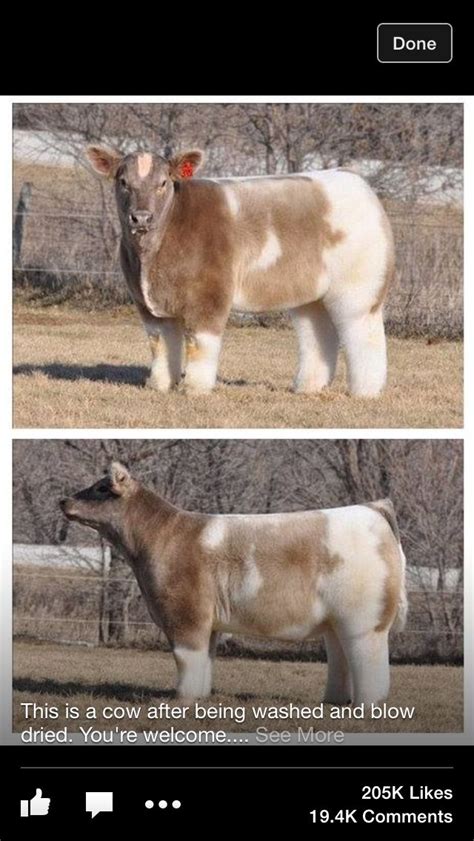 Lol fluffy pets are the pet dolls for lol surprise! Fluffy cow | Cute funny animals, Funny animals, Tumblr funny