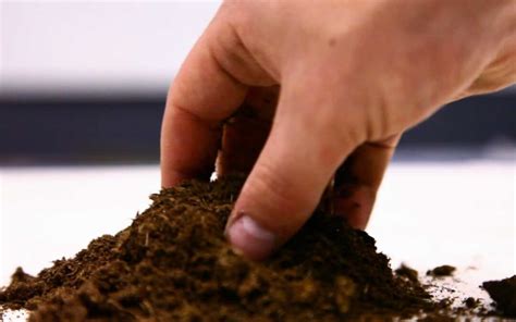 Maybe you would like to learn more about one of these? Should You Use Peat Moss as a Growing Medium? - Upstart ...