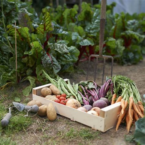 Maybe you would like to learn more about one of these? Everything You Need To Start Growing Fruit And Veg At Home