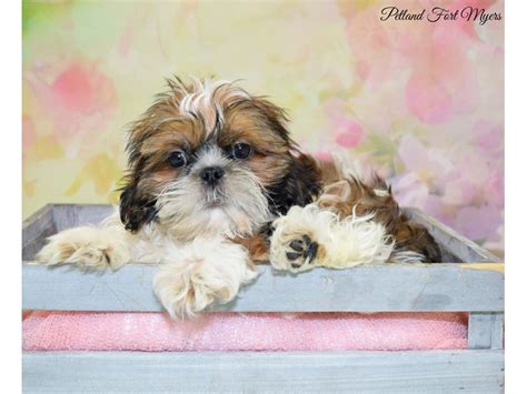 Shih tzu were bred to be affectionate companion dogs. Shih Tzu-DOG-Male-Red Gold, White Markings-2682943-Petland ...